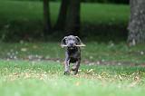 CANE CORSO 1234